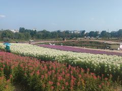 -径山花海