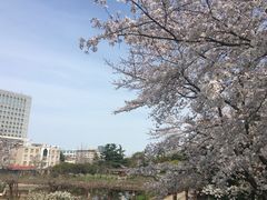 -嘉定紫藤园