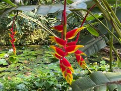 -中国科学院西双版纳热带植物园