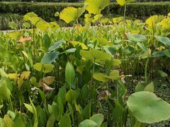 -白塘生态植物园