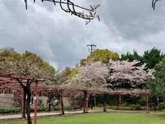 -嘉定紫藤园