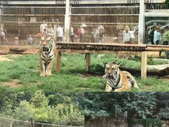 -昆明动物园