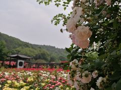-龙寺生态园