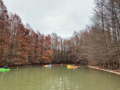 -上海海湾国家森林公园