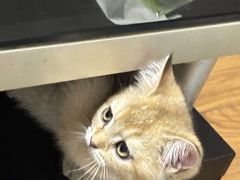 -伟伟宠物医院·瑞派猫友好医院·猫科(光谷店)