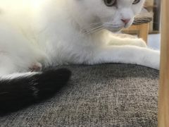 -喵园·猫主题咖啡厅·撸猫·猫咖(国贸店)