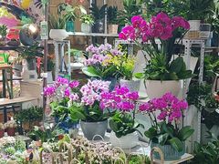 -桂林市花鸟市场