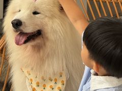 -星多哈·狗咖·拼豆·咖啡