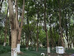 -重庆彩云湖湿地公园