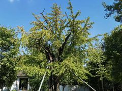 -上海佘山国家森林公园天马山园