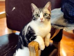-猫小院猫主题餐厅(南锣旗舰店)