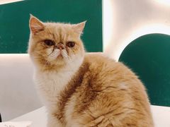 -飞行喵MR PILOT|猫舍·猫咖(静安大融城店)