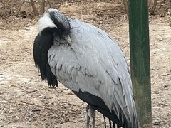 -青藏高原野生动物园