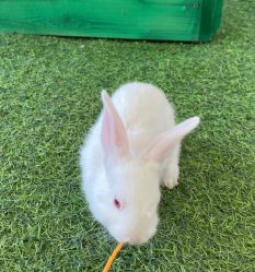 -萌宠亲子动物乐园(槐房万达店)