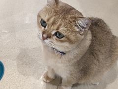 -藏猫猫咖啡主题馆(中央大道店)