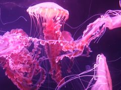 -珠海长隆海洋王国