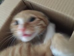 -创凡宠物医院·骨专科  猫科中心(西乡分院)