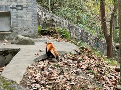 -都江堰中华大熊猫苑