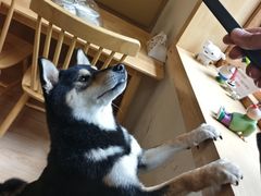 -柴の食堂·日式家庭料理·熊之肆(大学路店)