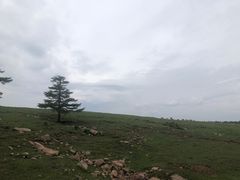 -芦芽山旅游度假区