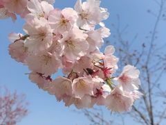 -顾村公园