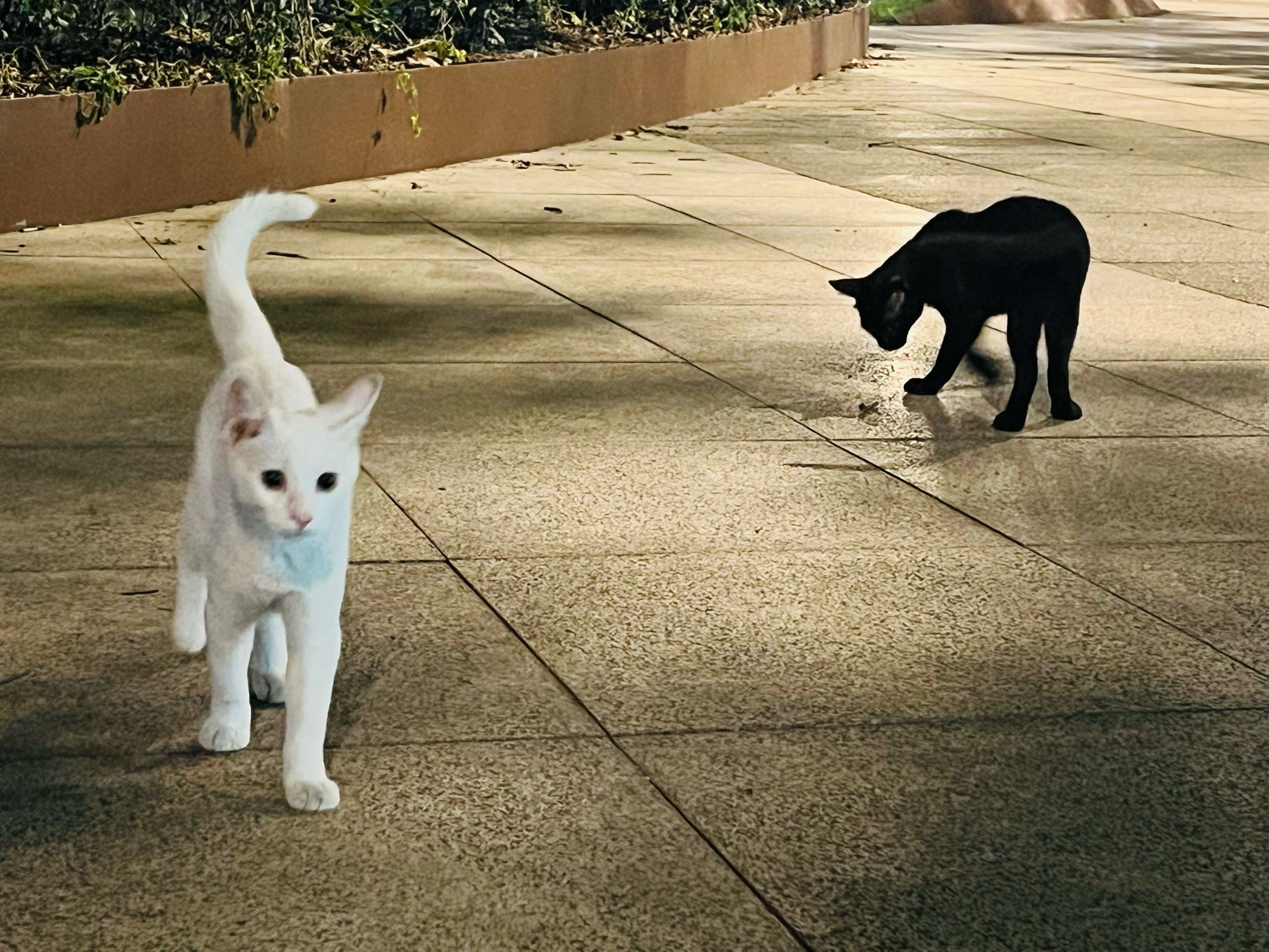 黑猫白猫,能抓老鼠都是好猫!