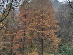 -秦岭终南山世界地质公园翠华山景区