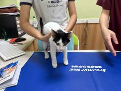 -瑞鹏宠物医院·夜间急症·心超·猫科(祖庙分店)