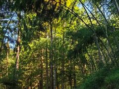 -炎陵县神农谷国家森林公园