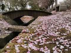 -天王浮山樱花园