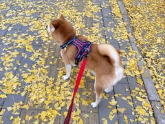 -三里屯东五街银杏大道