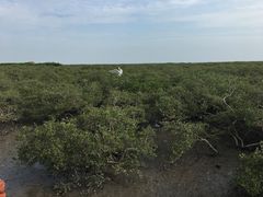 -北海金海湾红树林生态旅游区