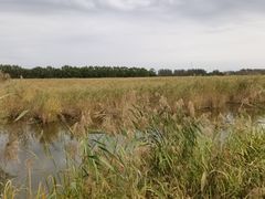 -白渔泡湿地公园