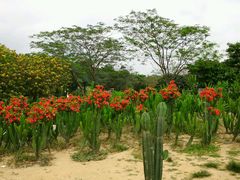-松山湖梦幻百花洲
