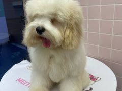 -FAELING PETS美天灵宠物(富力广场店)
