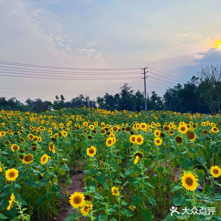 比姚明高的向日葵🌻花海
