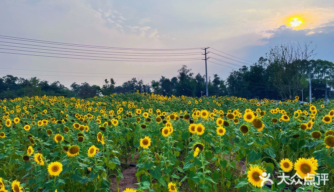比姚明高的向日葵🌻花海