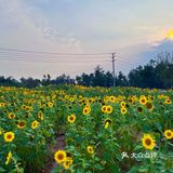 比姚明高的向日葵🌻花海