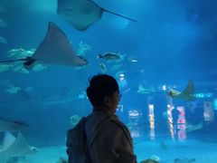 -烟台海昌鲸鲨海洋公园