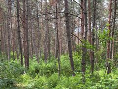 -帽儿山国家森林公园