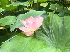 -莲花池公园