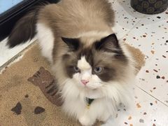 -滚猫咖啡·猫咖·猫友好撸猫(未来城店)