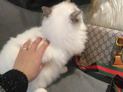 -momokira米努特·德文卷毛猫·棉花面纱犬