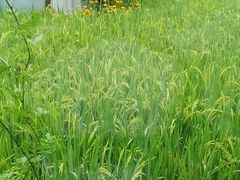 -洪湖家庭农场·团建·露营·会议