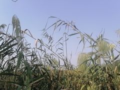 -同里国家湿地公园