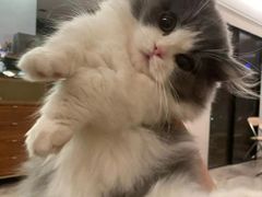 -欣宠猫屋·矮脚拿破仑·蓝金金渐层