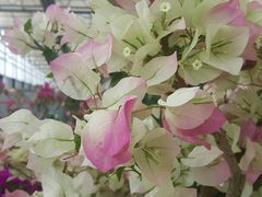 -金科花卉市场