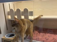 -柚子猫舍·精品猫舍购猫·猫咪认养·购宠·宠物店