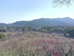 -香雪海