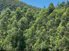-黄埔油麻山森林公园